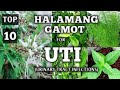 Top 10 halamang gamot para sa uti  urinary tract infections  herbal remedies for uti  naturer