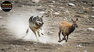 Wild Arctic Wolf Apex Hunter, Social Genius & Wild Architect Animal Doentary