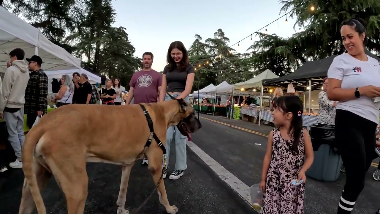 Cash 2.0 Great Dane at Grubfest in Granada Hills 3