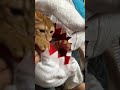 【バクっ】サメに食べられる猫