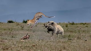 Babi Tabrak Macan Tutul Yang Ingin Memangsa Anaknya 13 Momen Gila Hewan Liar