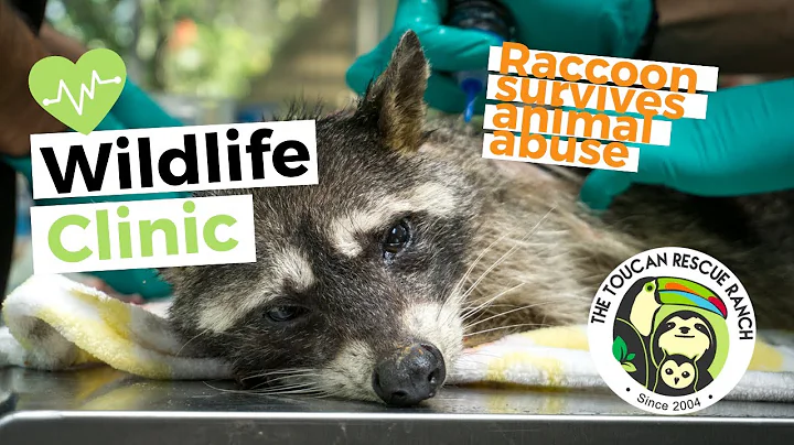 Medical Monday: Juana the raccoon receives tilapia...