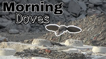 Morning Dove Shoot Out | Rock Quarry| Mojo Decoys