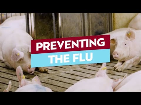 Protecting Pigs and People from the Flu
