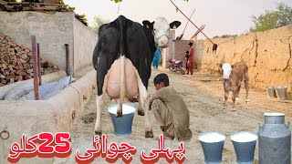 Cholistani friesian cross cow | cholistani jersey cross cow | Online cow milking | live chuwai 