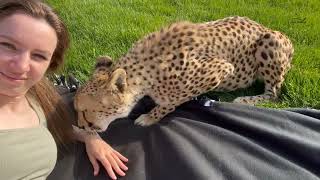 Cheetah Gerda doesn't let Masha sunbathe!