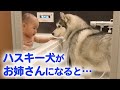 とっても優しいハスキー犬が、赤ちゃんのお姉さんに♡ ハスキー流の子育て日記【2020年人気動画 第一位】