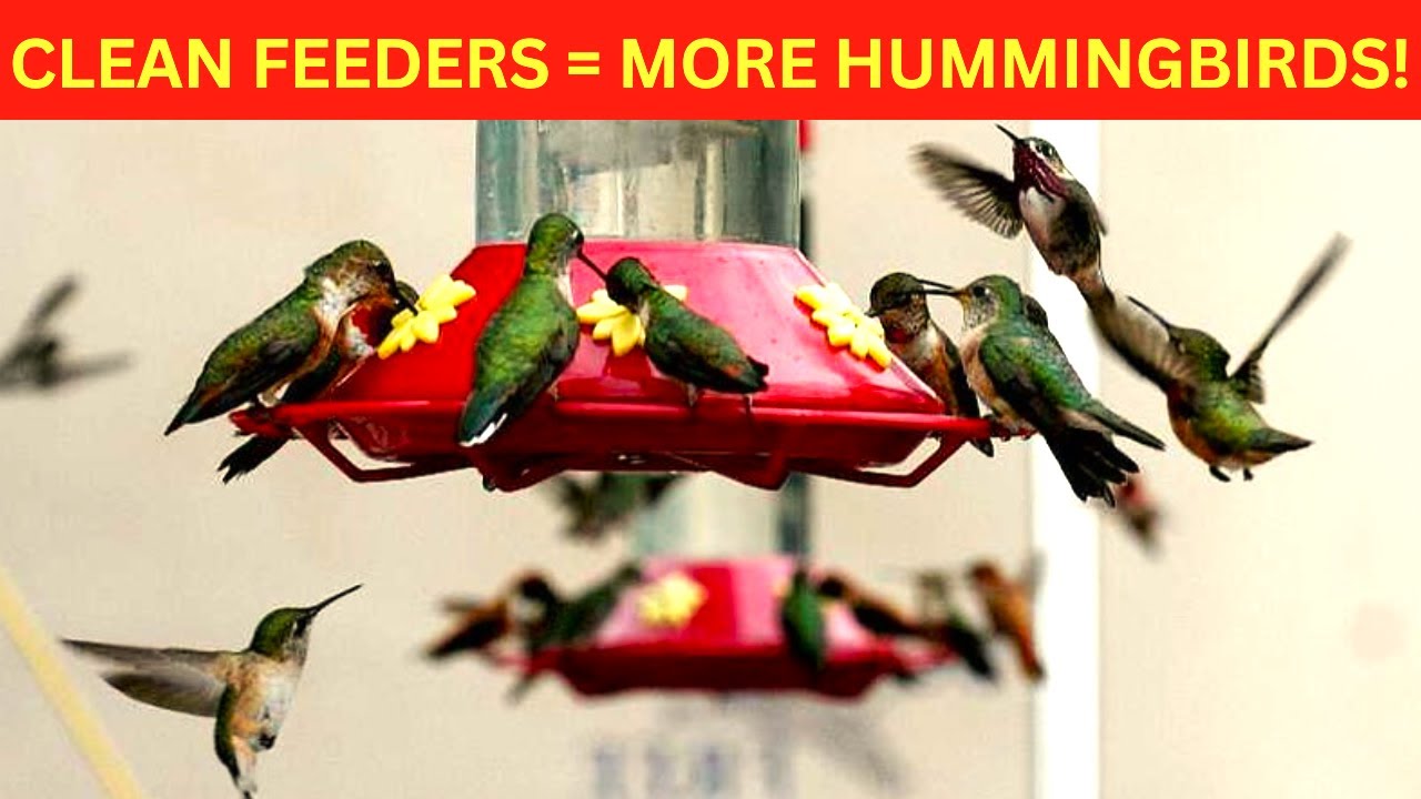 How to clean hummingbird feeders. Tips and hacks. - YouTube