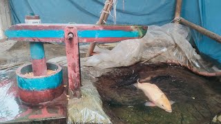 water powered pounder corn live