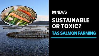 Why is salmon so divisive in Tasmania? | ABC News