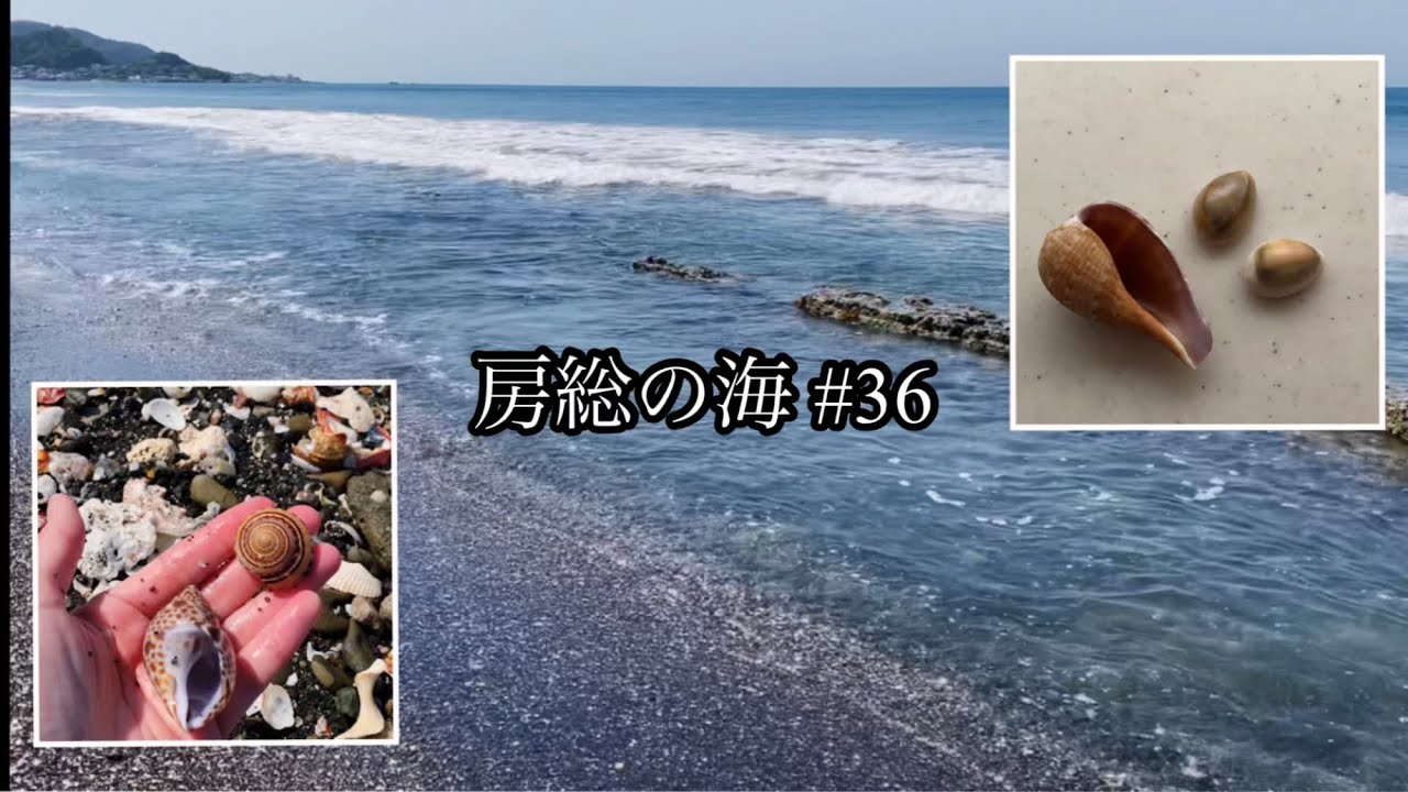 房総の海#36 レア貝！ハナビラダカラ/波打ち際/ハルシャガイ/キンチャクガイ/波の音