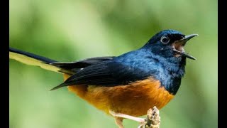 asli cepat respon,Masteran Murai Terampuh Yang Di Pakai Semua Burung Juara - #MasteranMurai