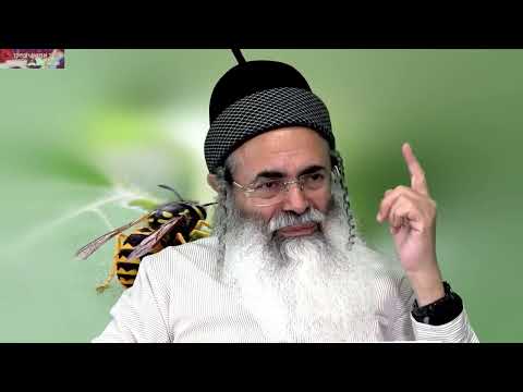 מי שיחרר את השבויים? | הרב אמנון יצחק שליט״א!