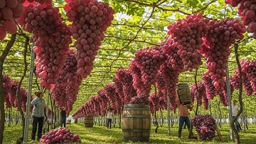 How Australian Farmers Harvest Premium Grapes | Modern Grape Farming Documentary
