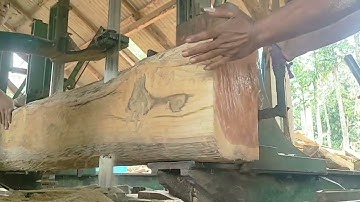 unexpected surprise while sawing hollow teak logs at the sawmill