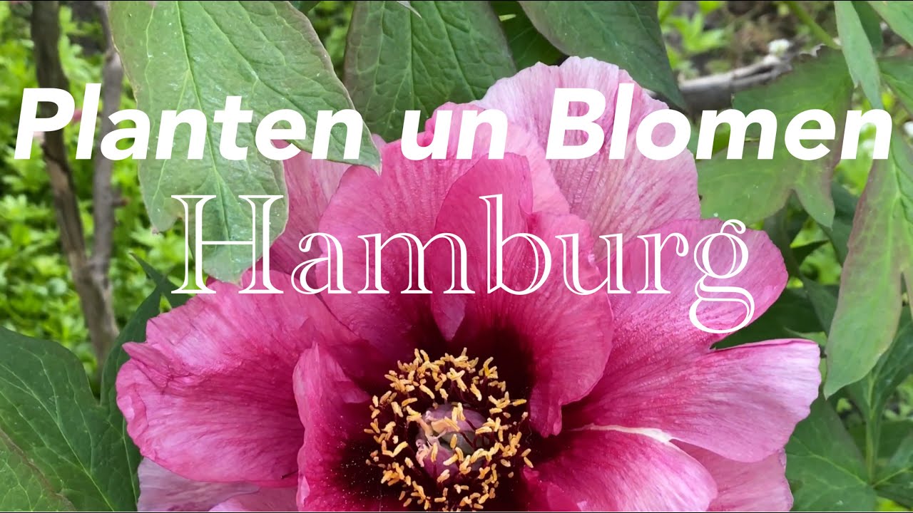 Wasserspiele Planten un Blomen Hamburg (HD)