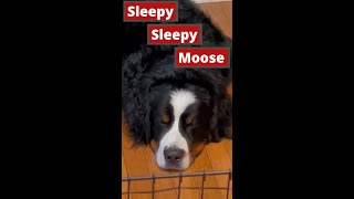 Bernese Mountain Dog Falling Asleep!