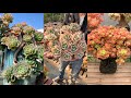 Biggest Succulents I've Ever Seen| Sen đá siêu to khổng lồ| 多肉植物| 다육이들 | Suculentas