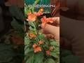 మా ఇంటి కనకాంబరాలు 🏵️🏵️#gardenflowers#telugushorts#2026