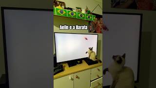 #barata #aelin #shorts #humor #cat