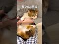 元野良猫の爪切りノーカット #三毛猫 #アフレコ