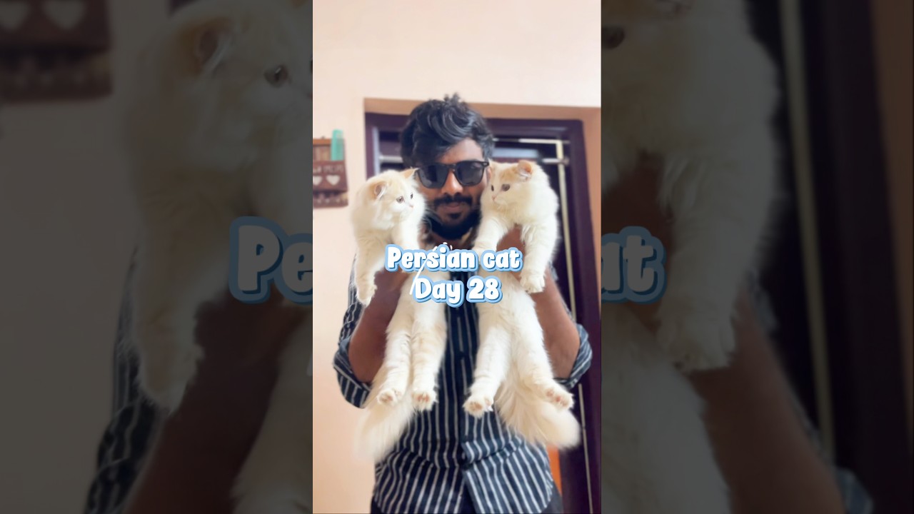 Day with😻Persian cat Ep-28 