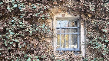 Withering Ivy: How Donald Trump Cuts the Roots of American Academia