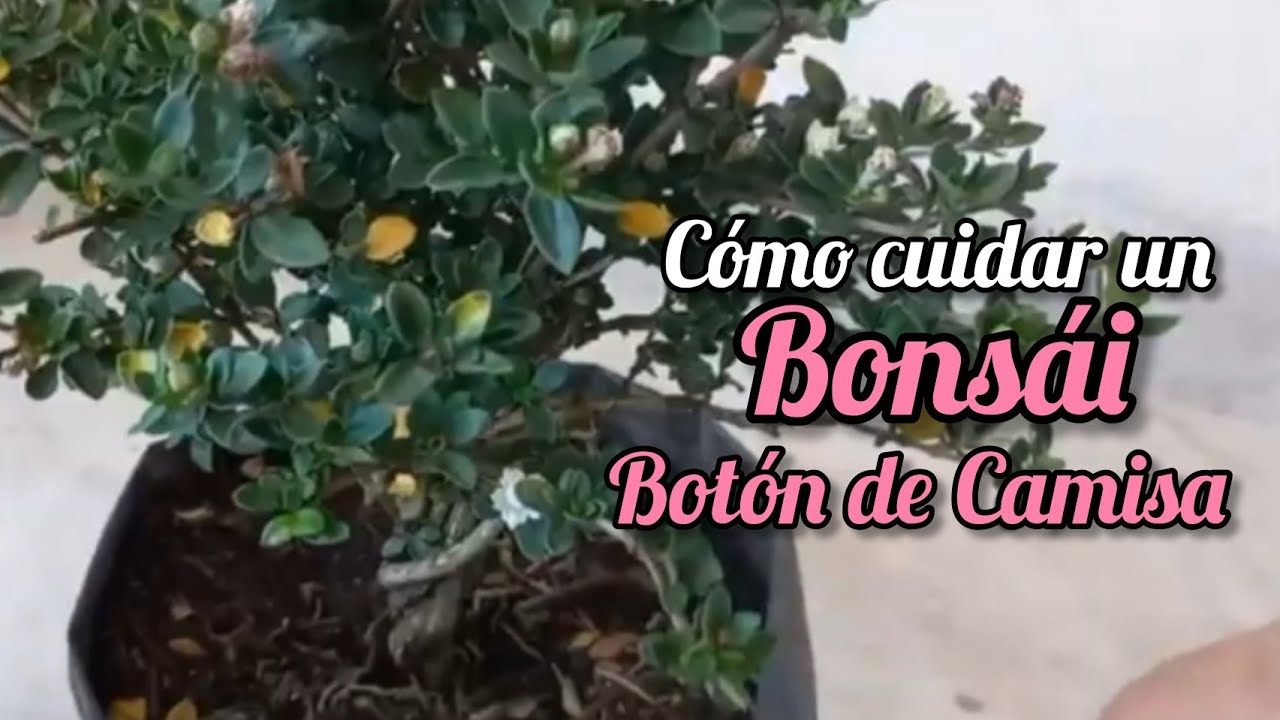 ¿Cómo cuidar un Bonsái Botón de Camisa? - YouTube
