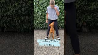 Teaching my vizsla a new trick  #shorts #shortsfeed #doglover #dog #vizsla #puppyvideos