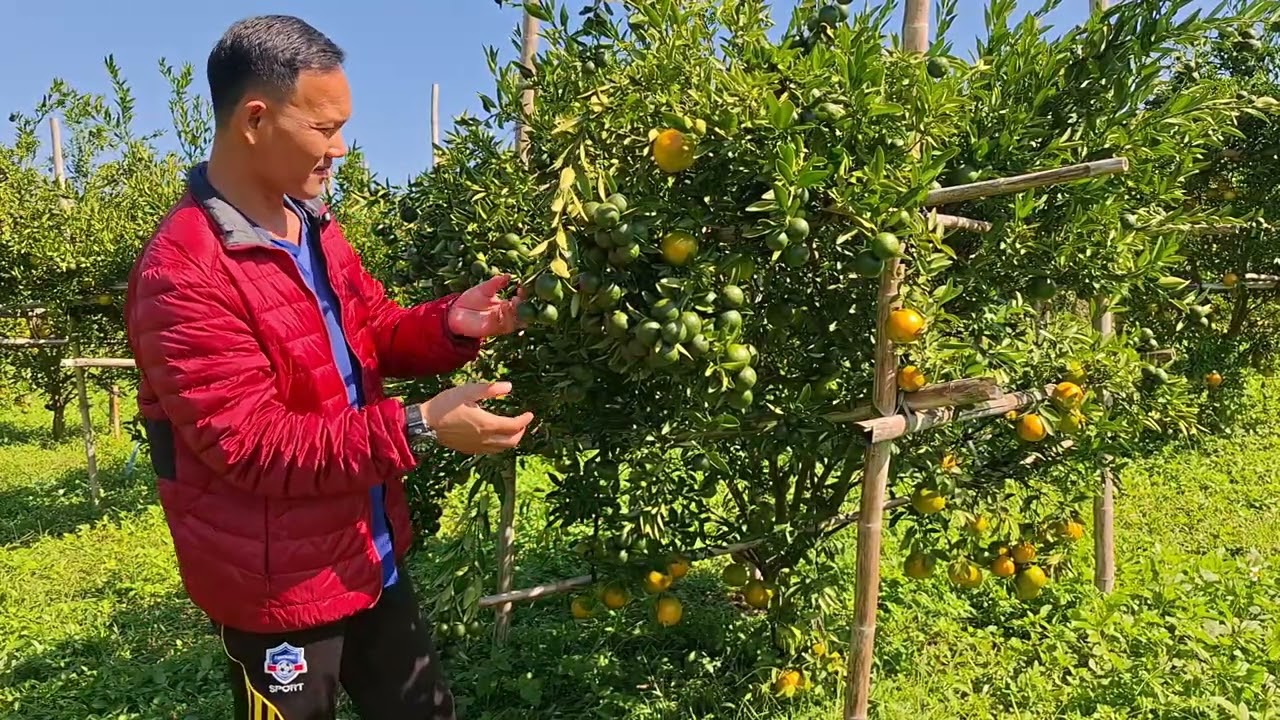 ส้มต้นเล็กๆแต่ให้ผลผลิตที่สวยงาม @Hackaction645 