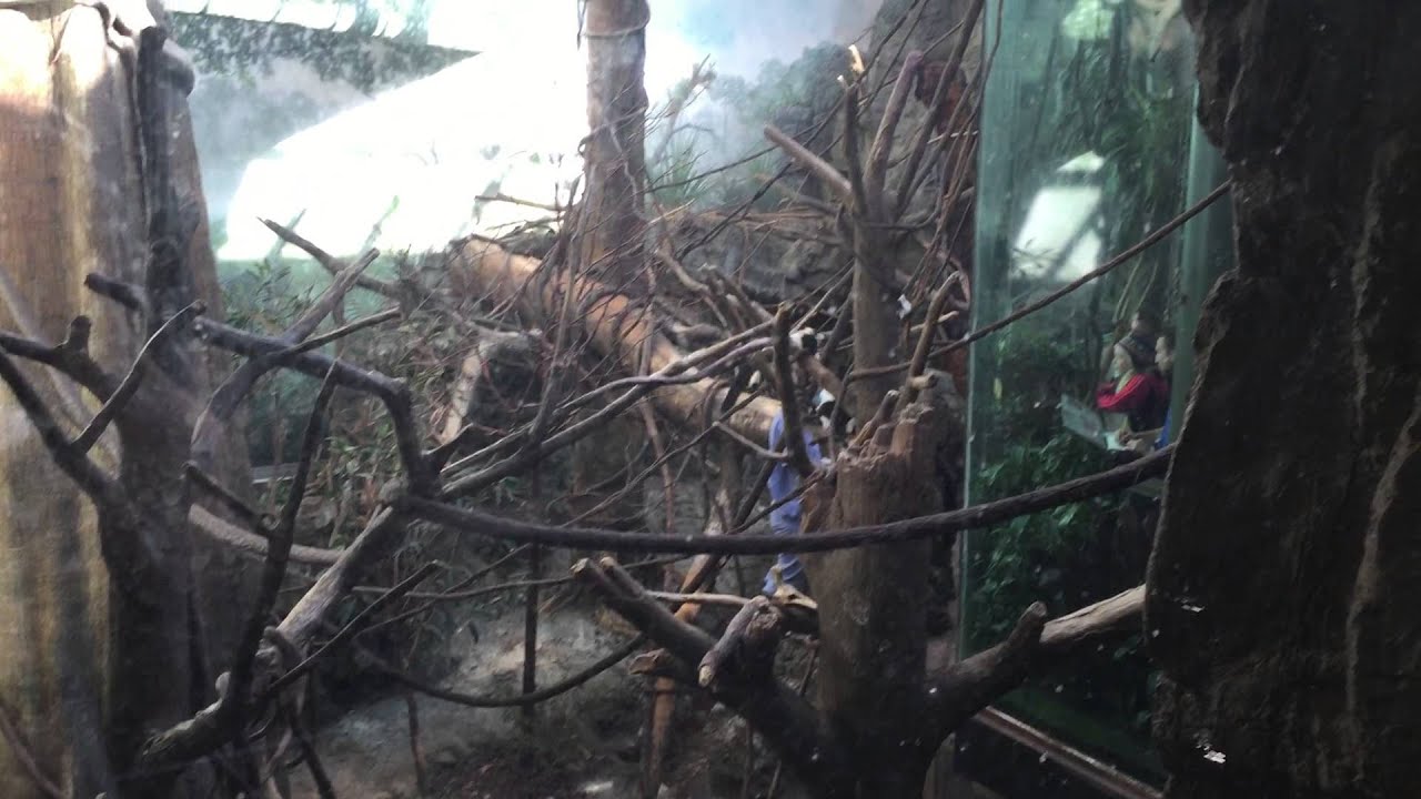 Central Park Zoo - Lemurs 1