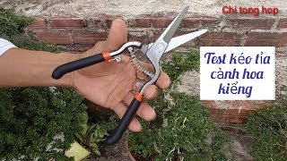 Test kéo tỉa  cành hoa kiểng vừa mua trên mạng