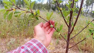 Part 12 : Tree Protection before Strimming and Life Chores on my Homestead in Portugal