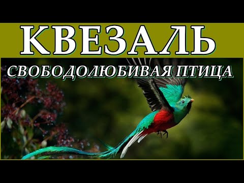 КВЕЗАЛЬ - Свободолюбивая птица
