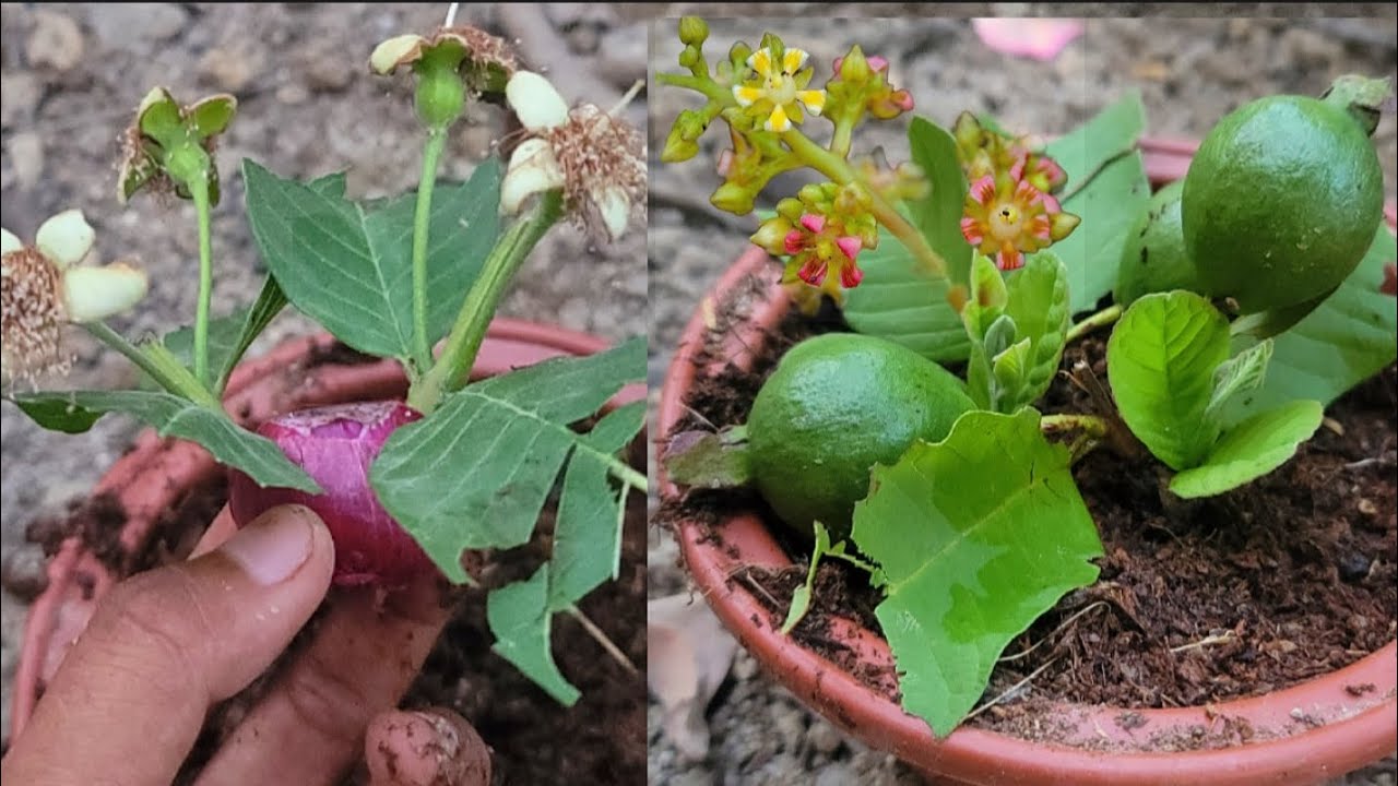 Grafting many guava with Onion hormone YouTube