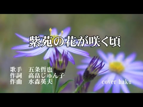 紫苑の花が咲く頃　五条哲也　歌唱　haku