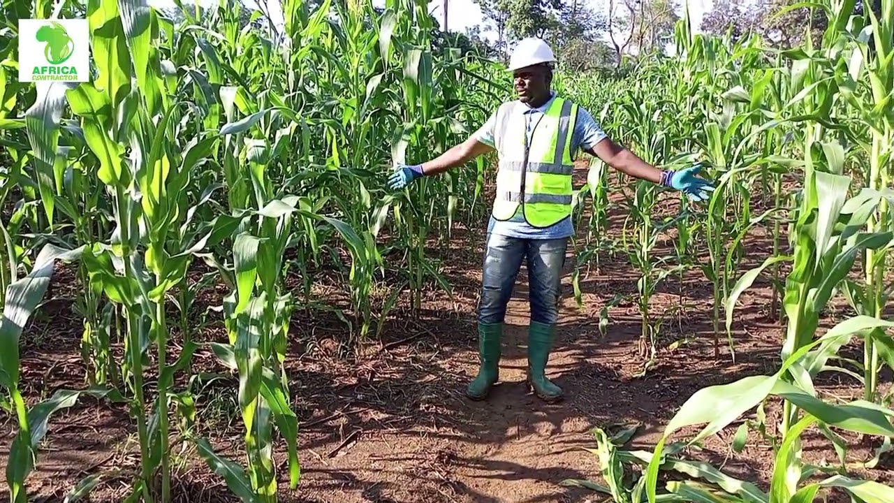 culture du maïs : semence de maïs