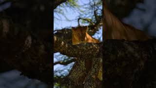 Lion On Tree #ngorongoro #lion #lionnation #animals #wildanimals #lionking #lionfight