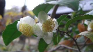 混声合唱「筑後風土記」　５．召しませな－終曲