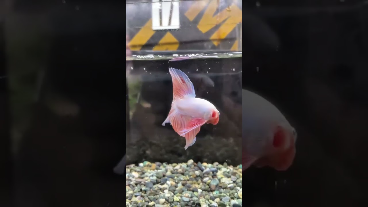 All Betta is golden and very beautiful! #bettafish #aquarium #fishcare