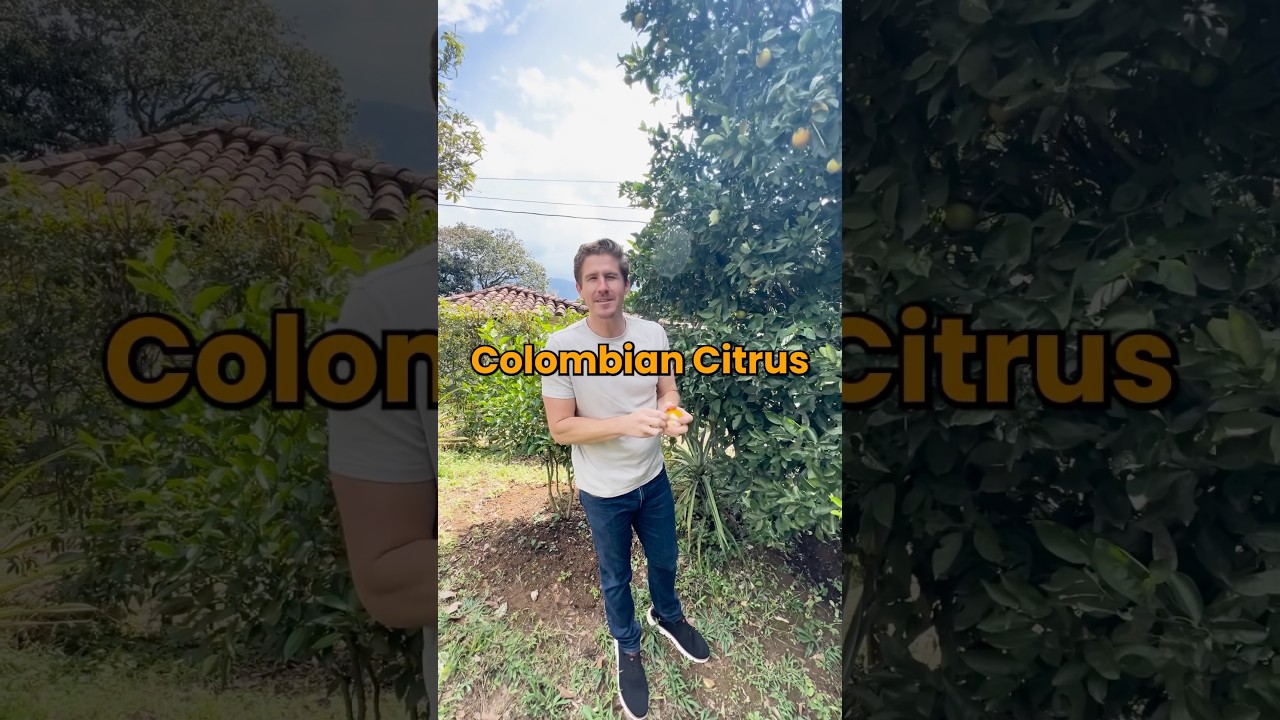 Eating Citrus Fresh Off the Tree in Colombia 