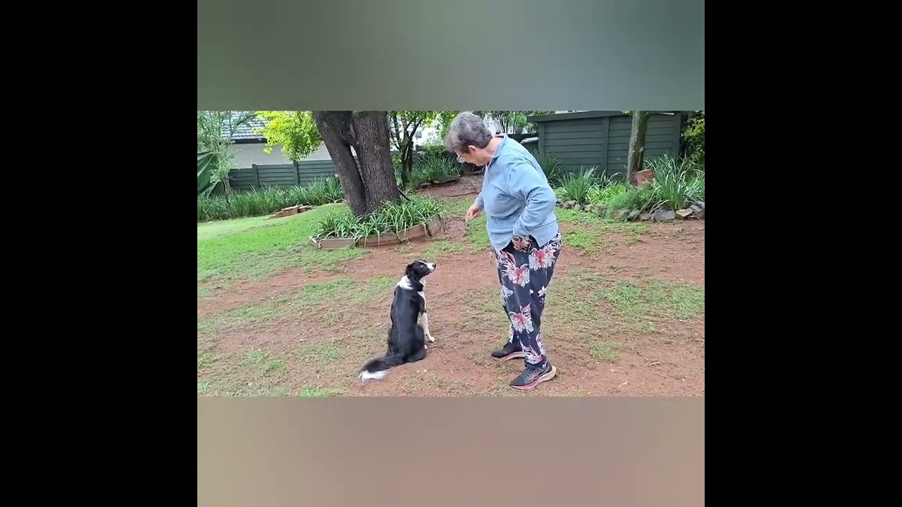 KUSA TRICK DOG ADVANCED - Sandra Emdon & Border Collie, Tammy