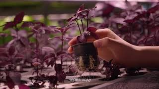 Hydroponics course for beginners