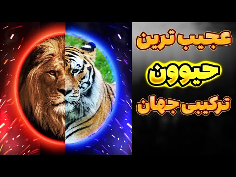 تصویری: لیگرها هیبریدهای شیر و ببر هستند