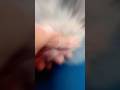 Лапка алабайчика 1 месяц и 2 месяца🙈#сао #тобет #алабайвидео