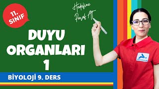 Dil ve Burun | Duyu Organları 1 | 11. Sınıf Biyoloji Konu Anlatımları #11bylj