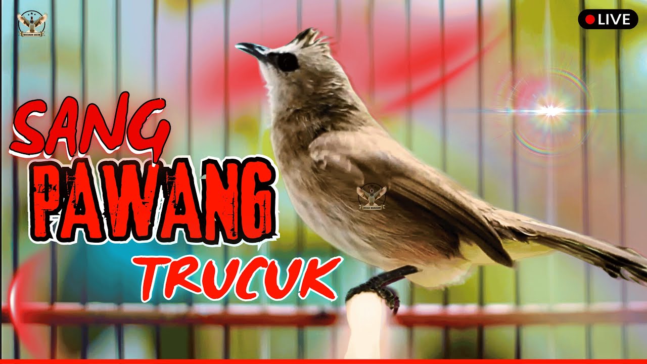 🔴 TRUCUKAN GACOR JUARA ROPEL PANJANG! PANCINGAN / MASTERAN SEGALA BURUNG TRUCUK PASTI NYAUT GACOR