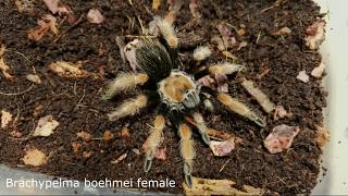 Madárpók etetés /Tarantula feeding video  #2