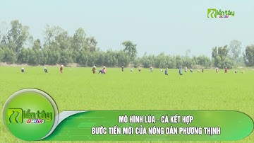 Mô hình lúa - cá kết hợp: Bước tiến mới của nông dân Phương Thịnh