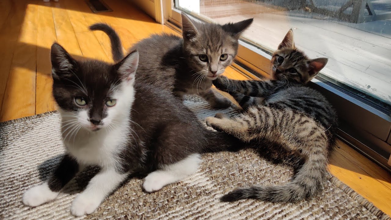 See You Later Rotterdam, Sydney, and Millet 2021-07-16